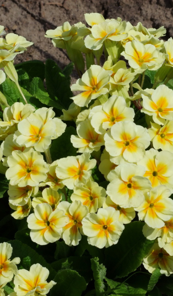 Красивые цветы примула в саду