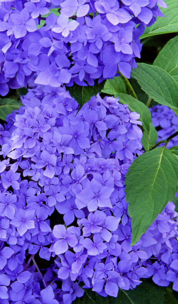 Красивые цветы вероника в саду