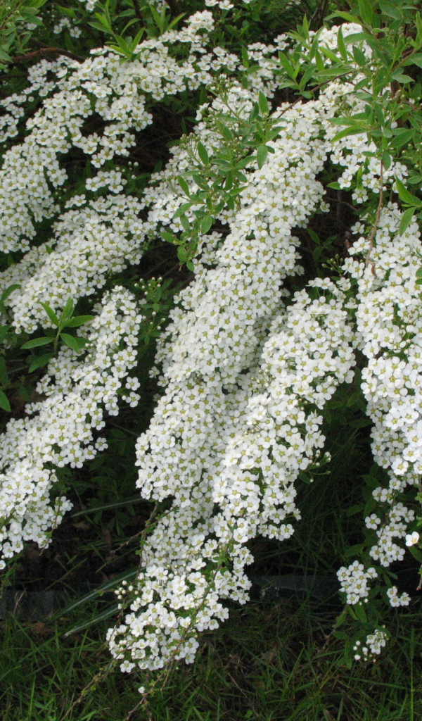 Красивые цветы спирея в саду