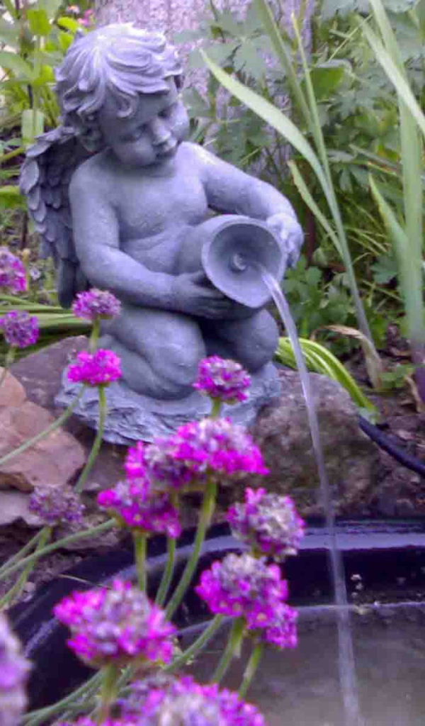 Красивые цветы армерия в саду