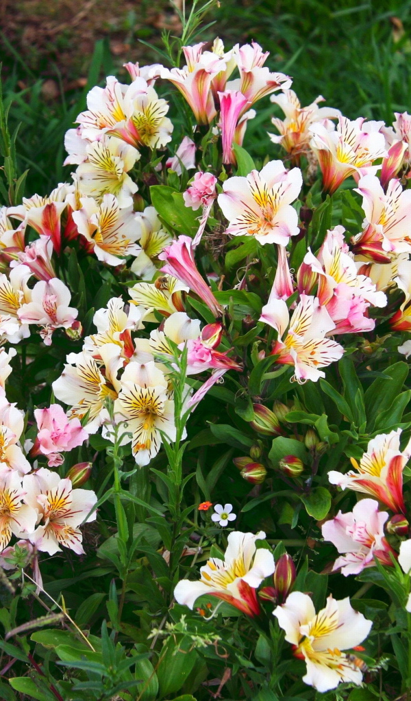 Красивые цветы альстремерия в парке