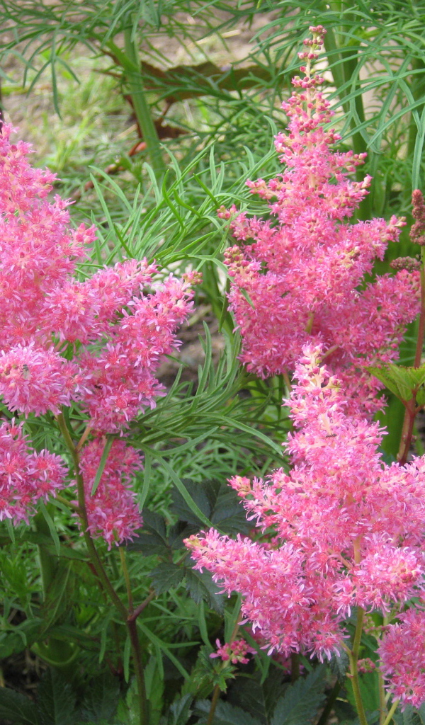 Красивые цветы астильба в парке