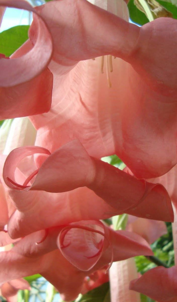 Красивые цветы бругмансия в парке