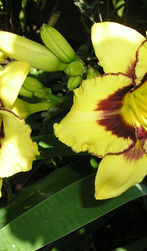 Красивые цветы лилейник в парке