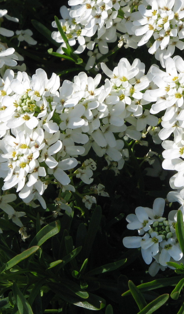 Красивые цветы иберис в парке