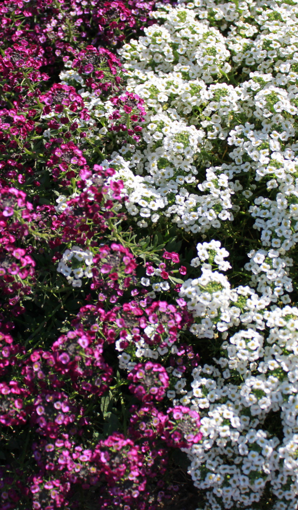 Красивые цветы алиссум в парке