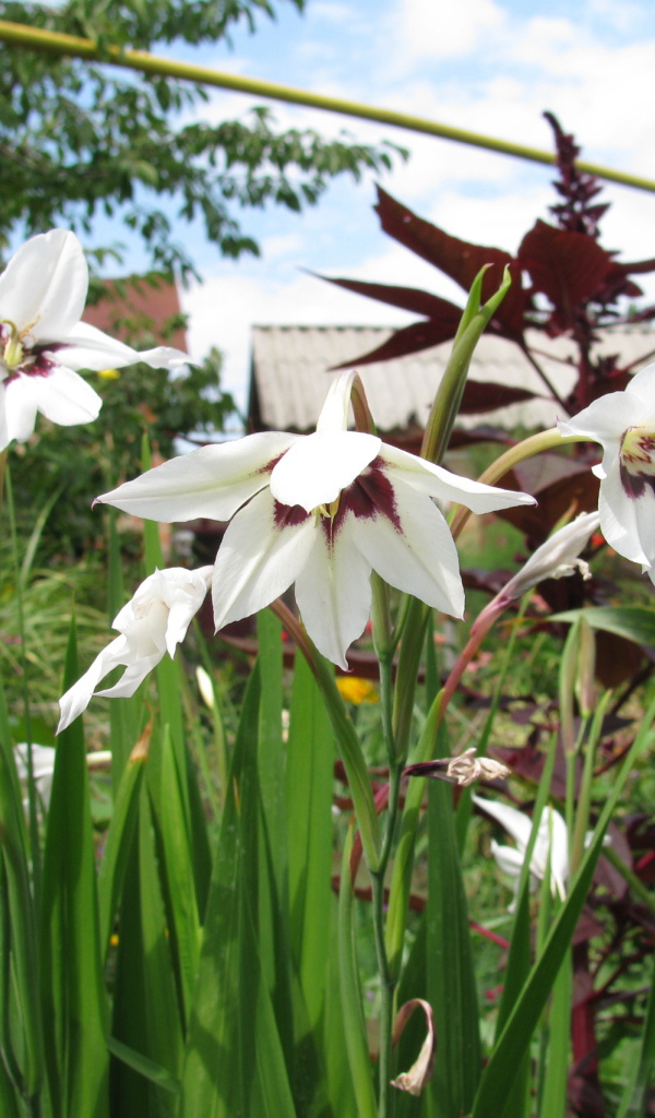 Красивые цветы ацидантера в парке