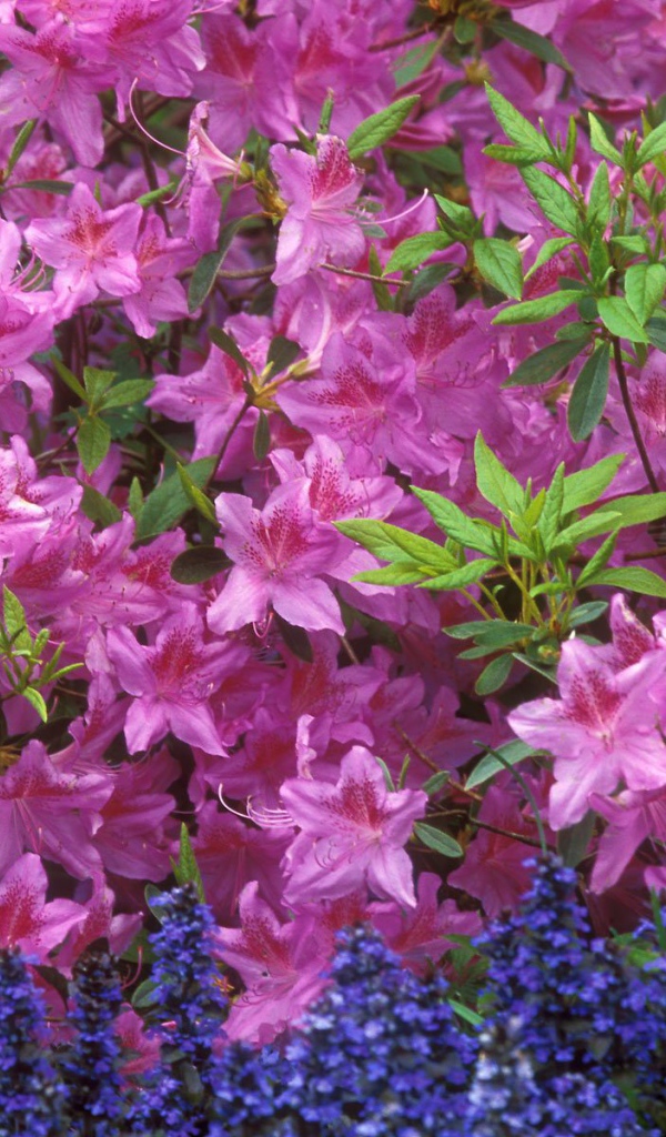 Красивые цветы аюга в парке