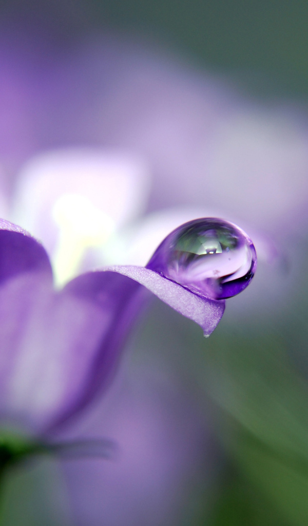 Красивые цветы колокольчик в парке