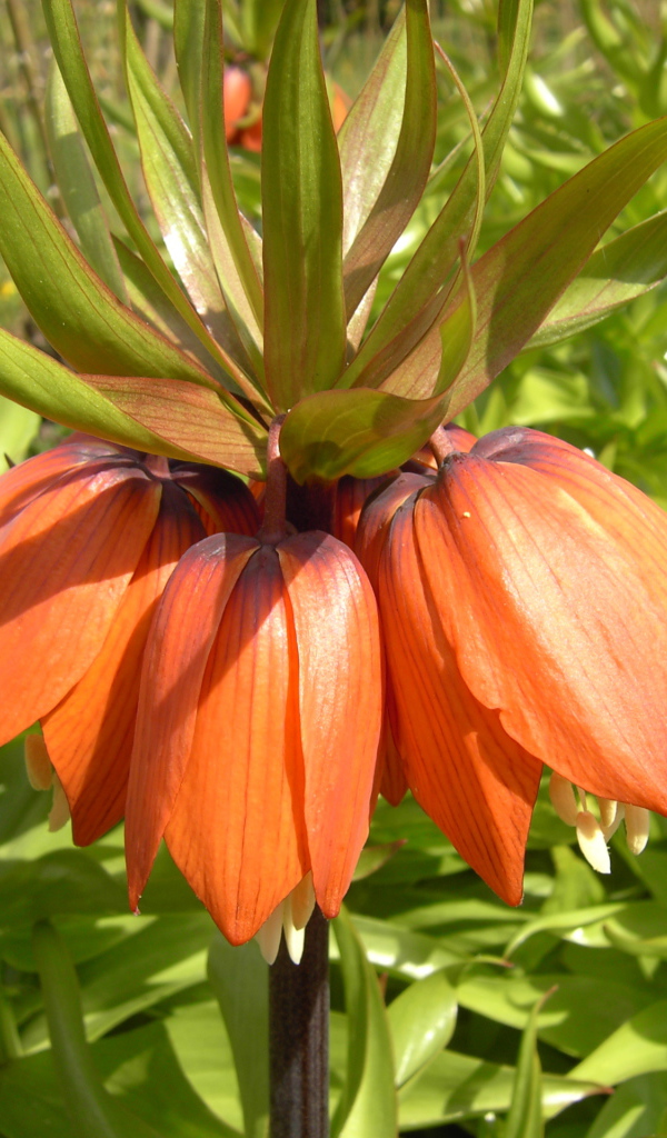 Красивые цветы рябчик императорский в парке