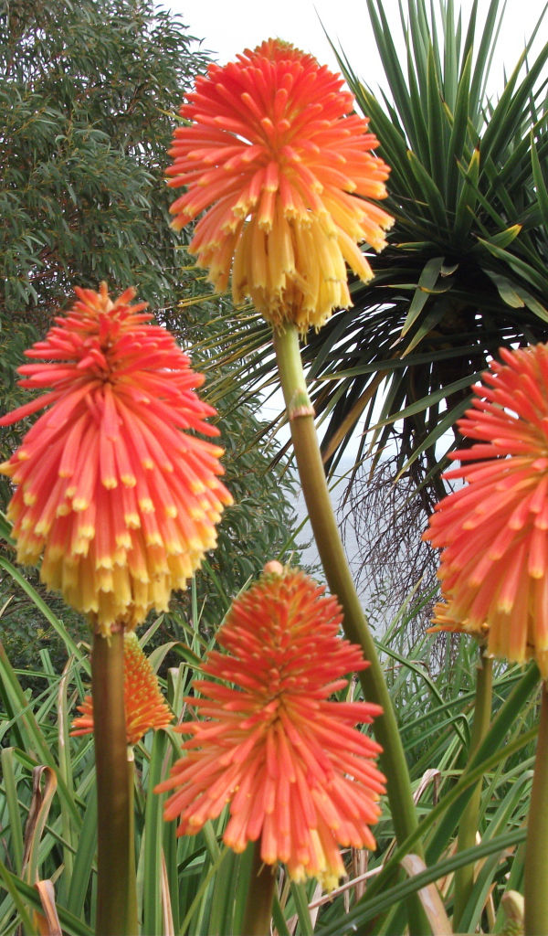 Красивые цветы кникофия в парке