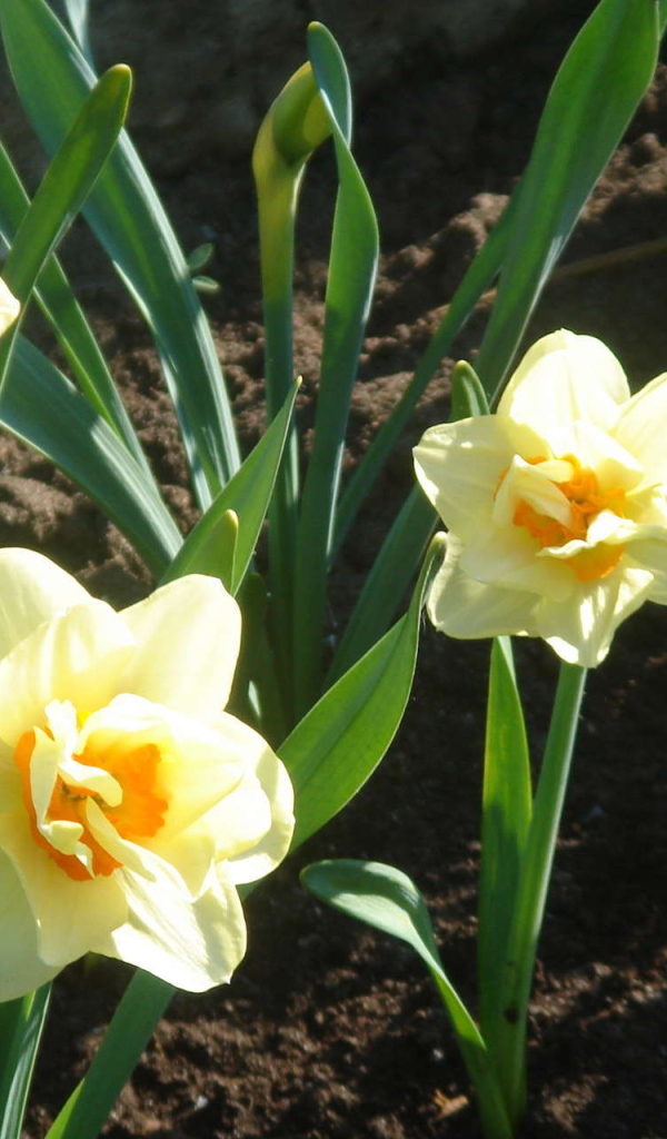 Красивые цветы нектароскордум в парке