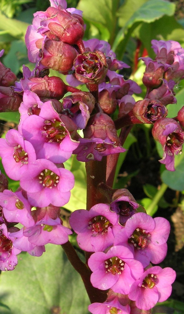 Красивые цветы растения бадан в парке