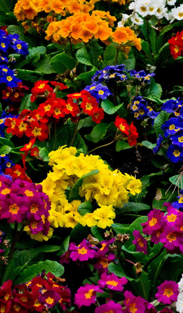 Красивые цветы примула в парке