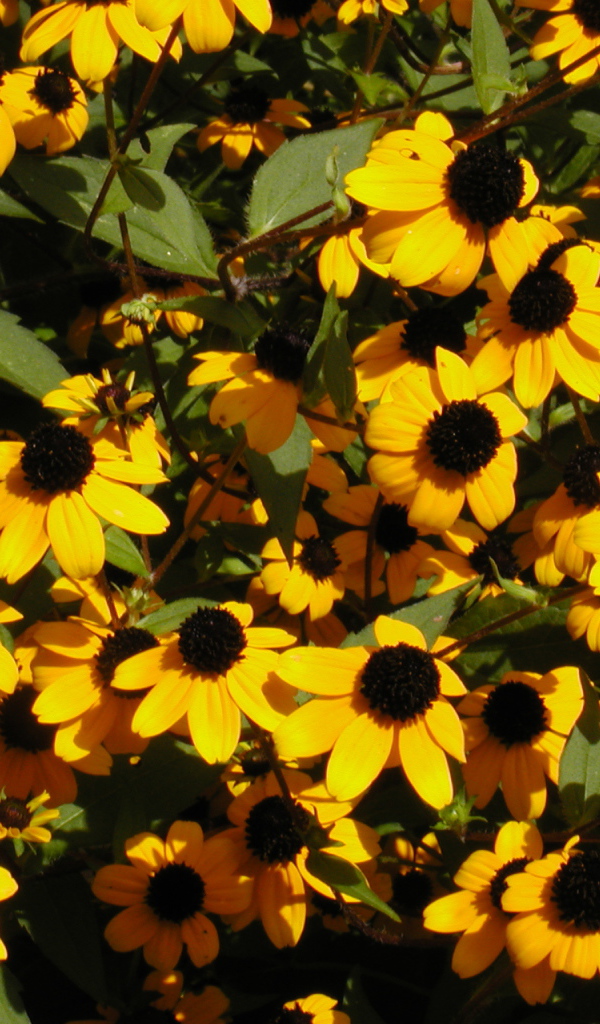 Красивые цветы рудбекия в парке