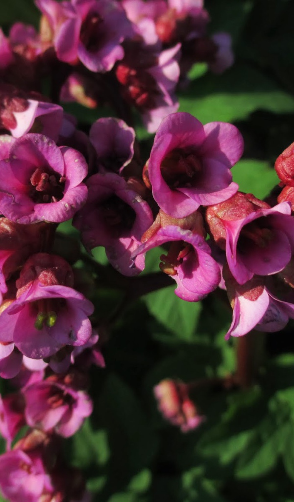 Красивые цветы бадан в парке