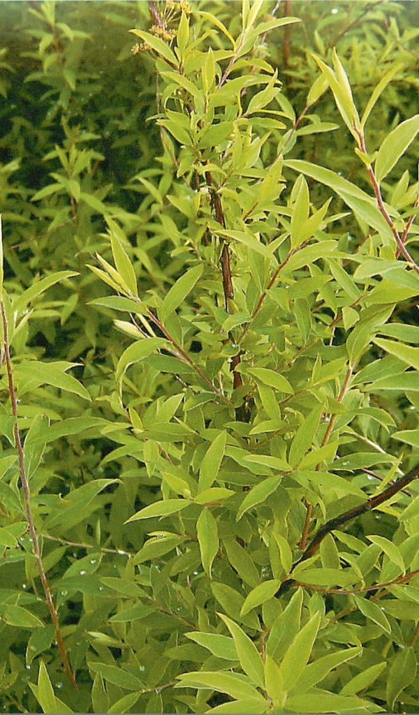 Красивые цветы спирея в парке