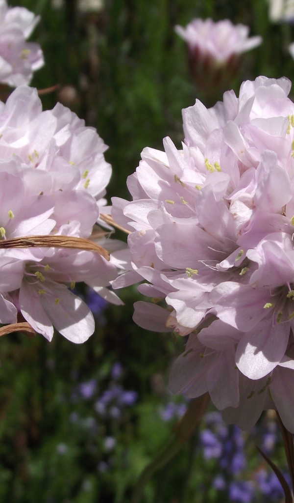 Красивые цветы армерия в парке