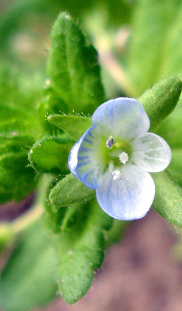 Красивые цветы вероника в парке