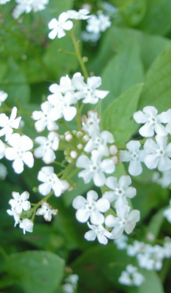 На солнце красивые цветы бруннера 