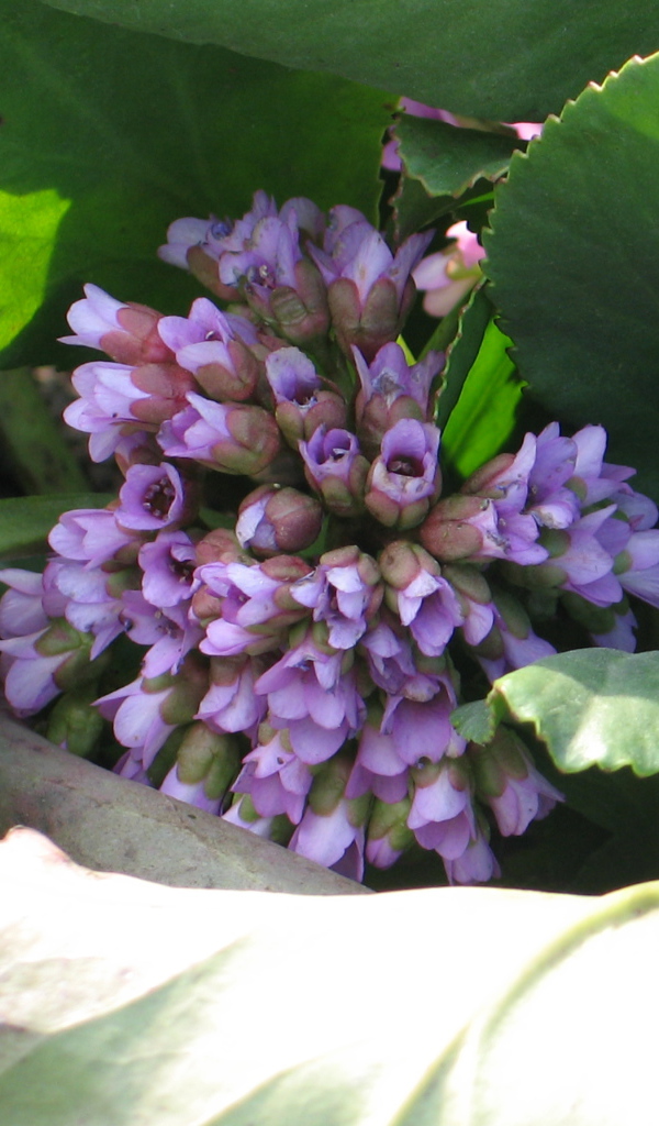 Красивые цветы бадан на солнце