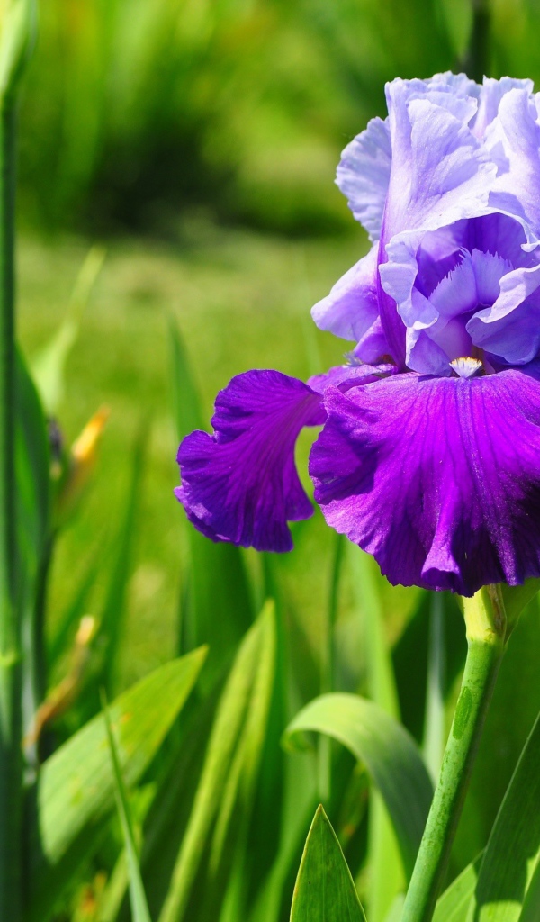 Красивые цветы ирисы в парке