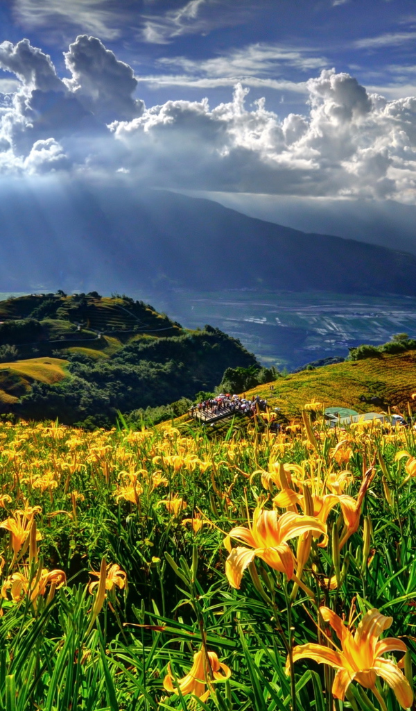 Красивые цветы лилия в саду