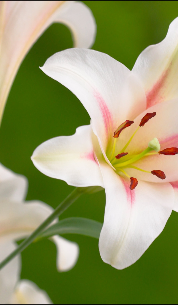 Красивые цветы лилия на поляне