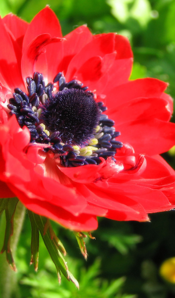 Красивые цветы анемона в парке