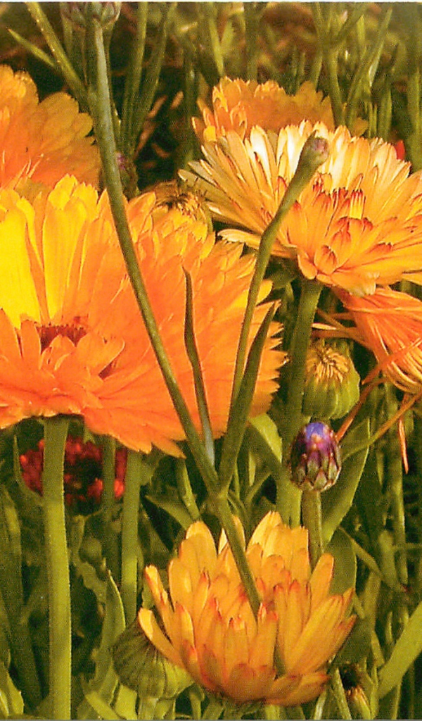 Красивые цветы календула на поляне