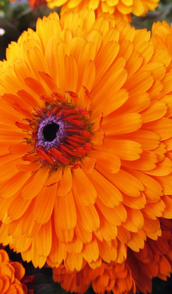 Красивые цветы календула в парке