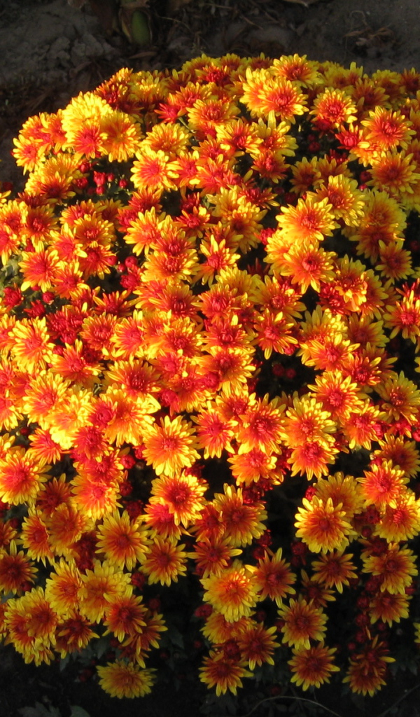 Красивые цветы хризантема 