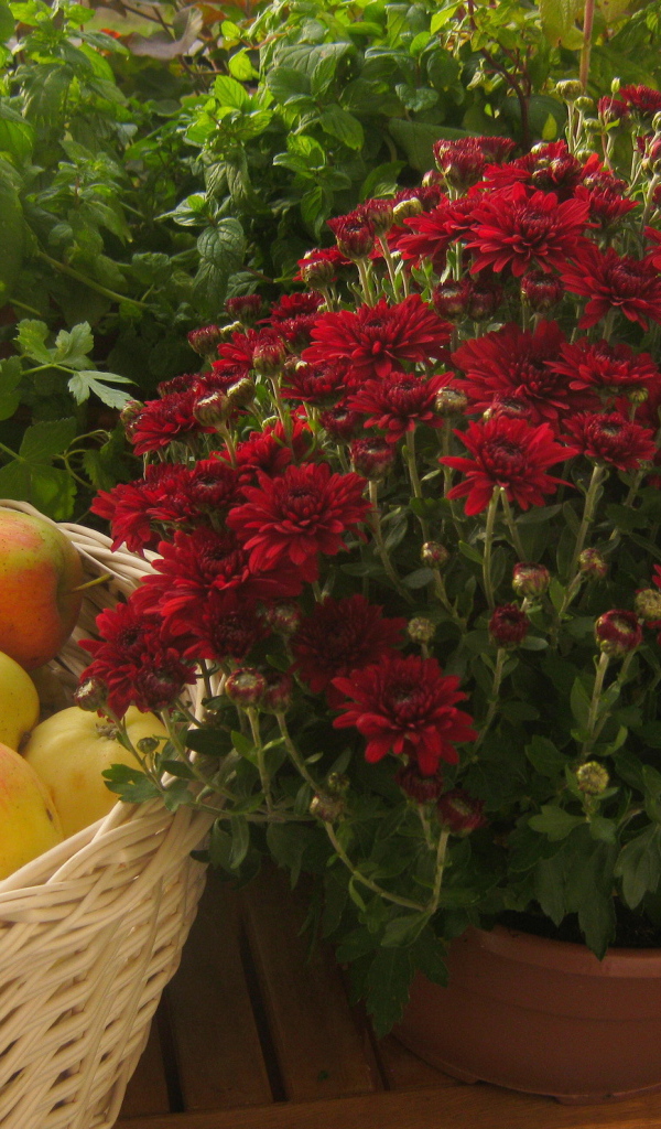 Красивые цветы хризантема и яблоки