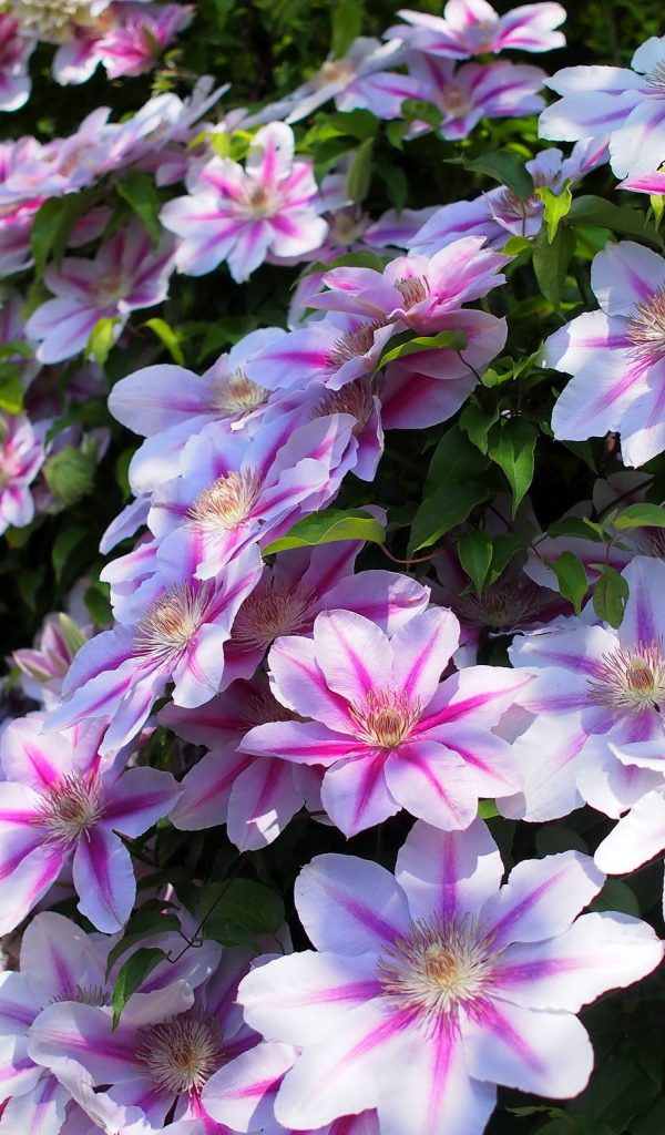 Красивые цветы клематис в парке