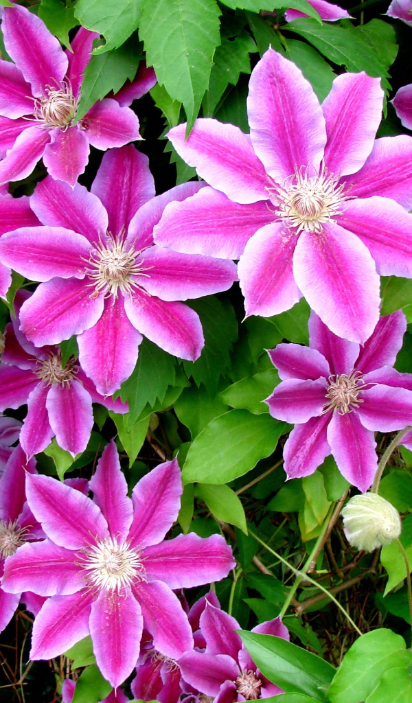 Красивые цветы клематис на поляне