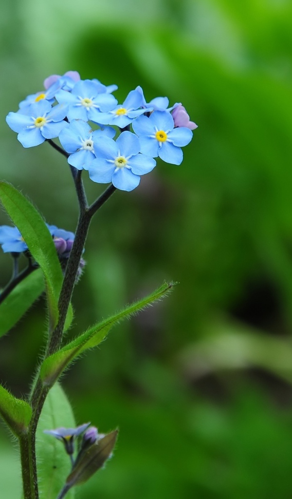 Прекрасные цветы незабудки