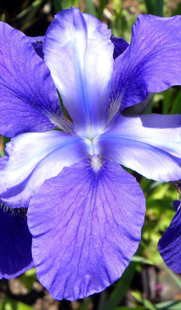 Beautiful flowers of iris on meadow