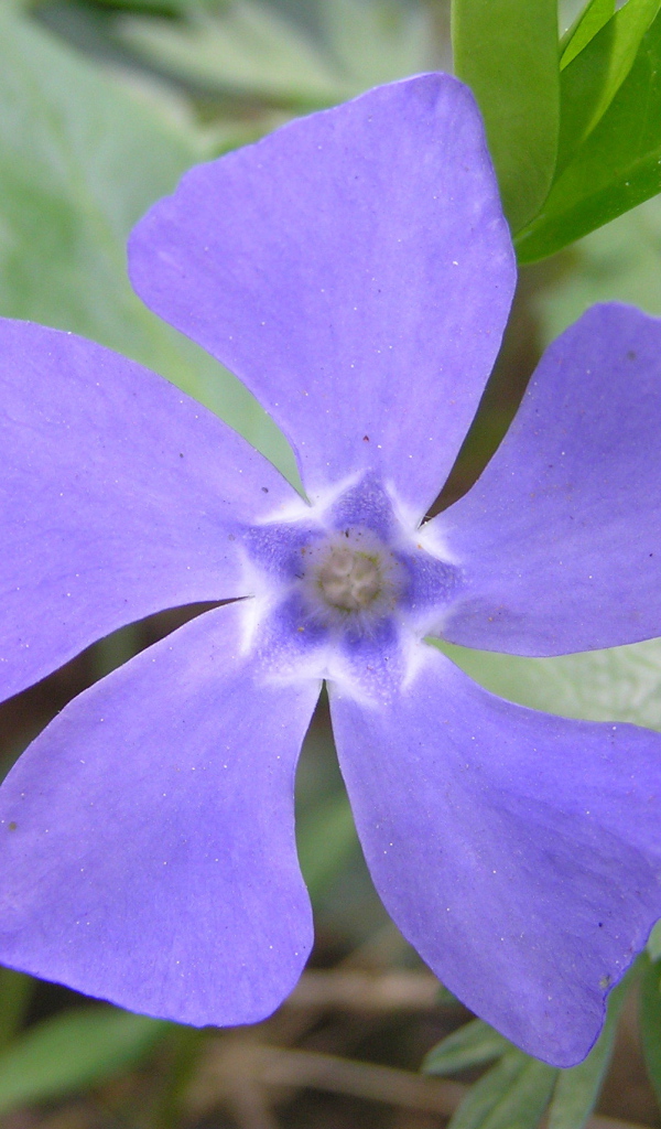 Красивые цветы барвинок в парке