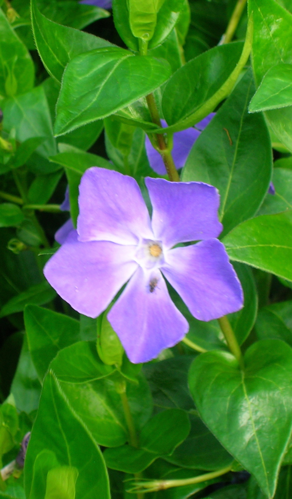 Красивые цветы барвинок на поляне