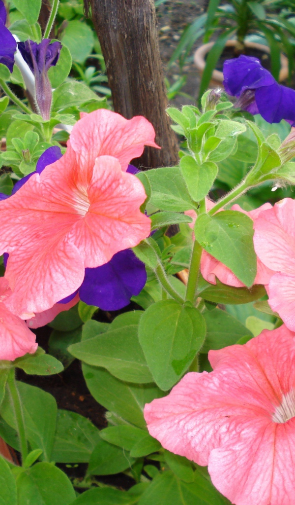 Красивые цветы петуния в лесу