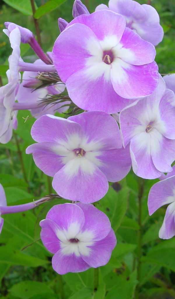 Красивые цветы флокс в парке