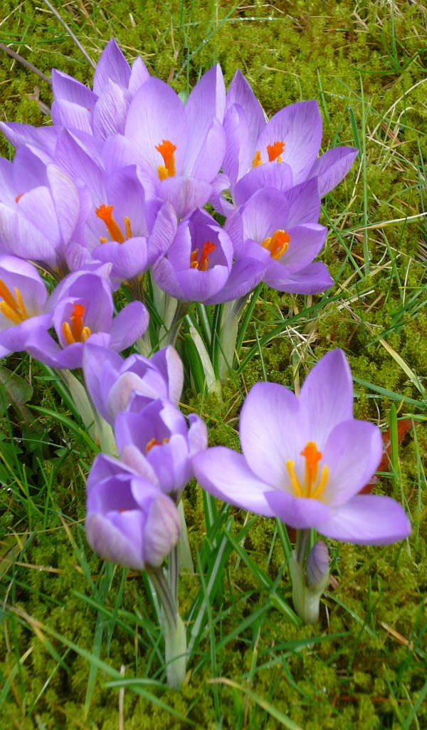Красивые цветы шафран на газоне
