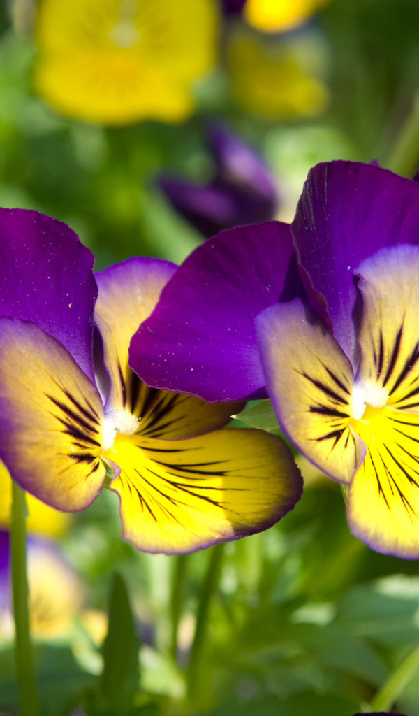Красивые цветы желто-фиолетовые анютины глазки