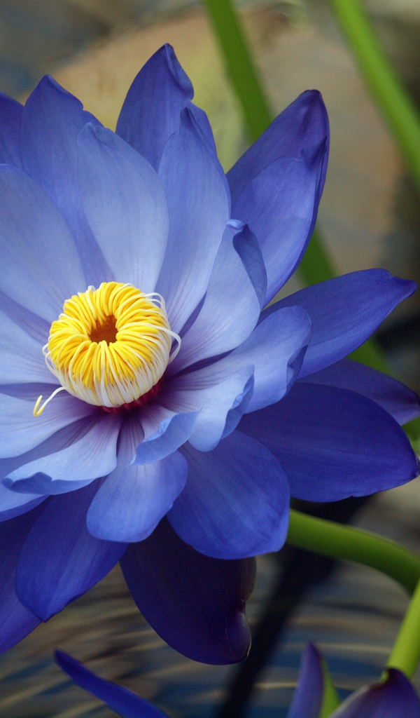 Красивые цветы нимфея на дачном участке