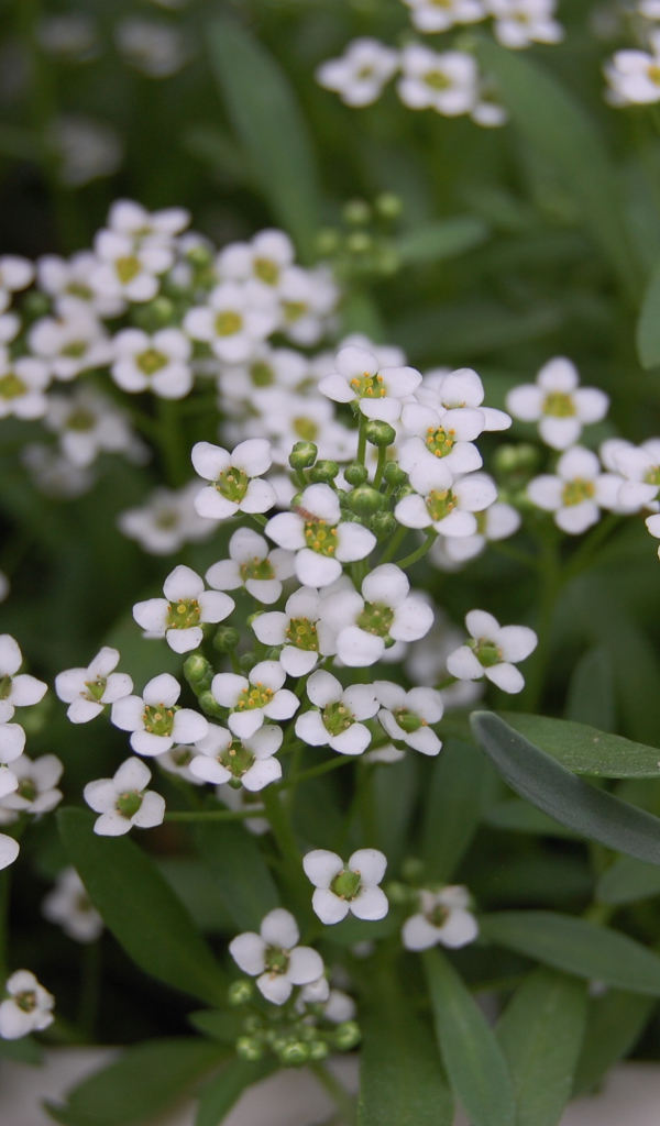 Красивые цветы алиссум на дачном участке