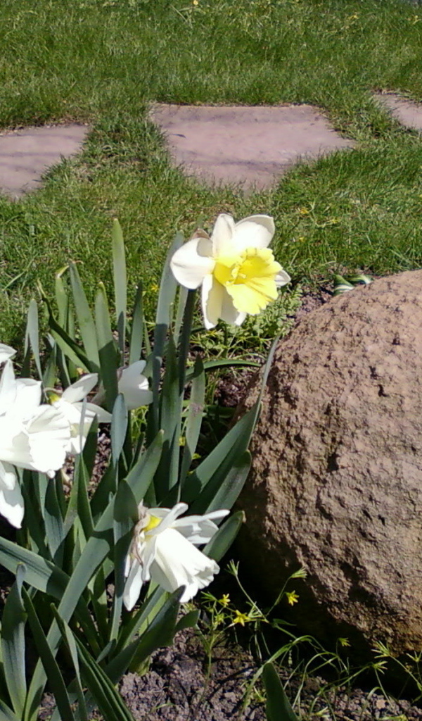 Красивые цветы нектароскордум на дачном участке