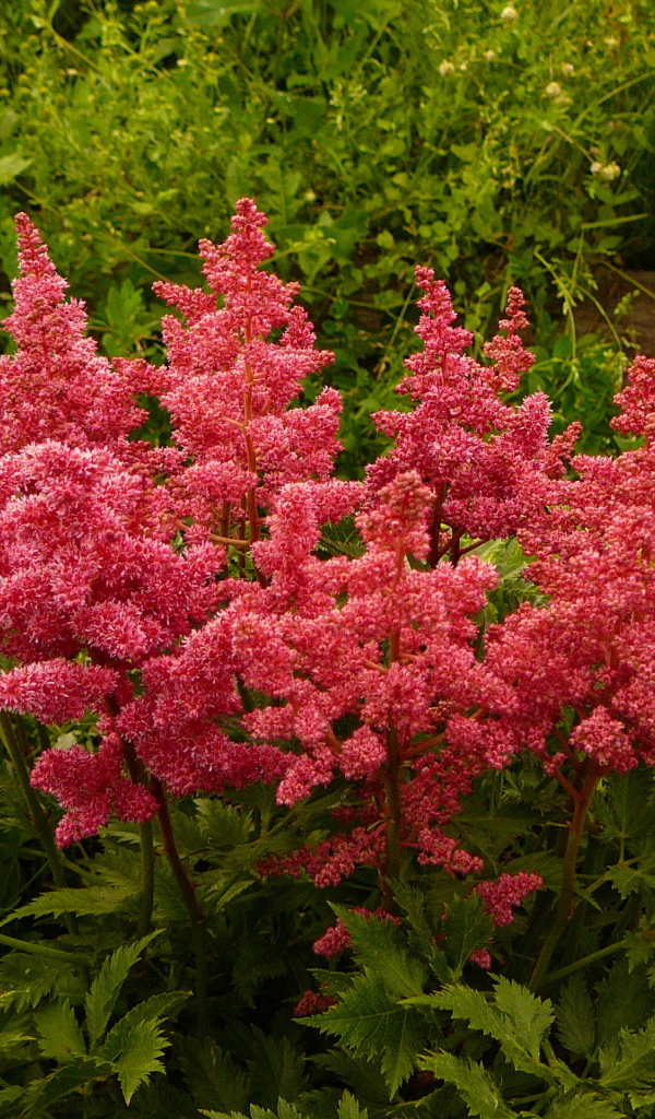 Красивые цветы астильба на поляне