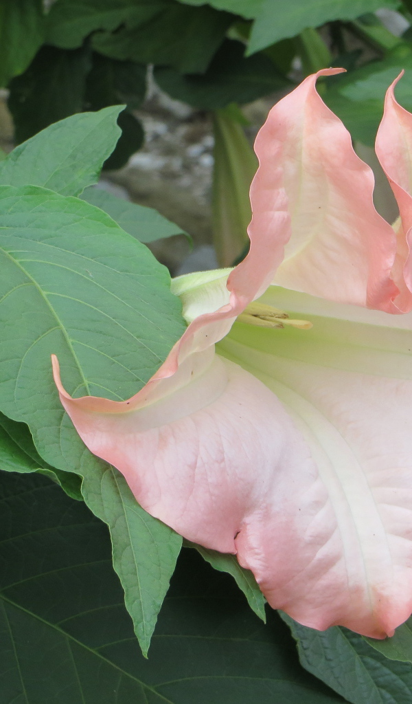 На поляне красивые цветы бругмансия