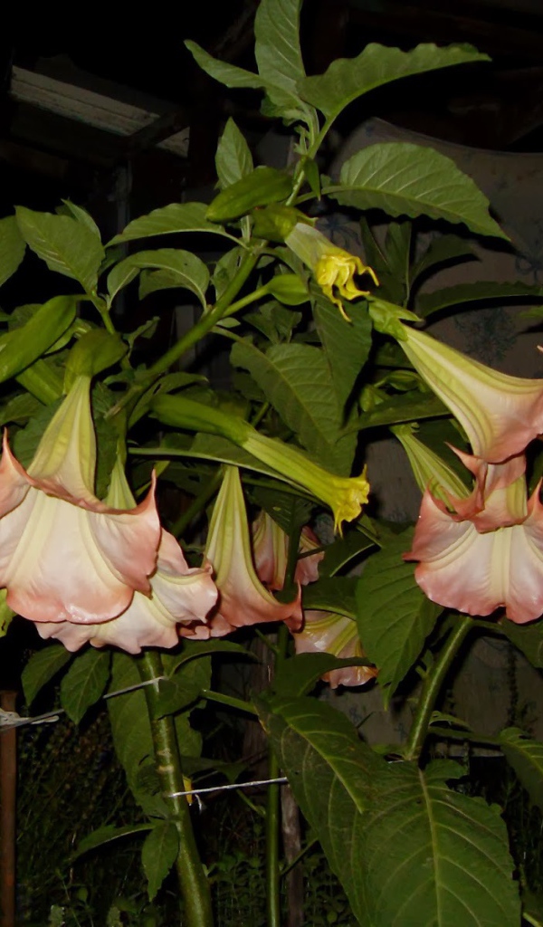 Красивые цветы бругмансия на поляне