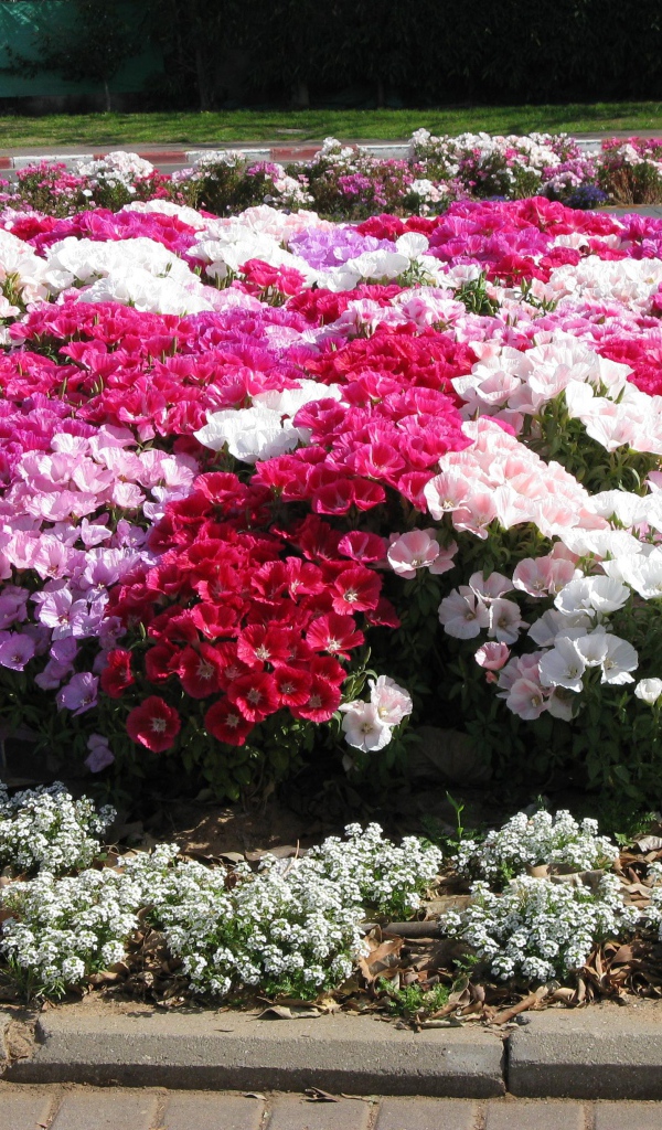 На поляне красивые цветы кларкия (годеция) 